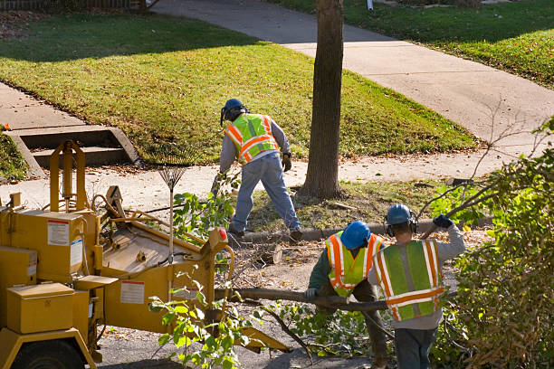 Best Lawn Irrigation Installation and Maintenance  in Babson Park, FL